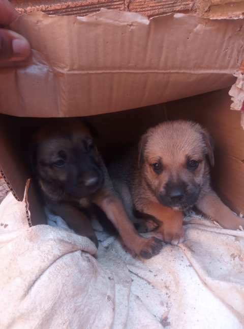 Cachorro rottweiler